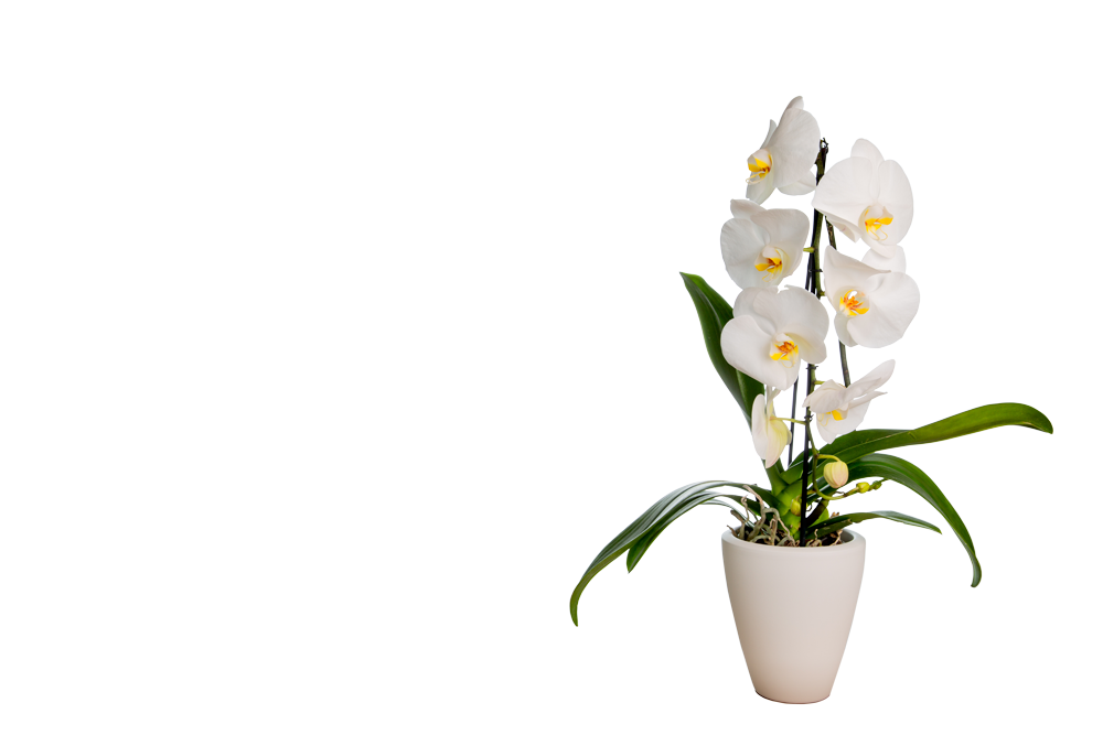 Orchideentopf mit weißer Orchidee von Hoerter Tontoepfe Keramik