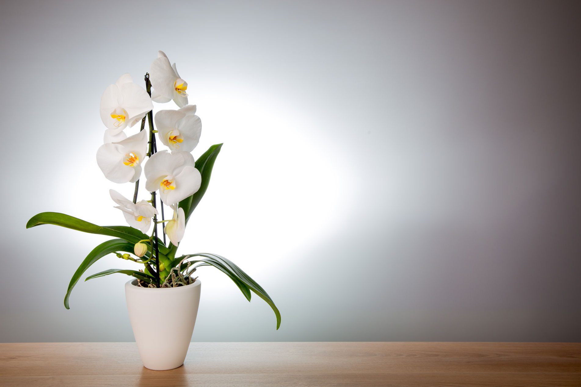 Orchideenpflanztopf der Firma Hörter im Westerwald Orchideenpflanztopf der Firma Hörter im Westerwald